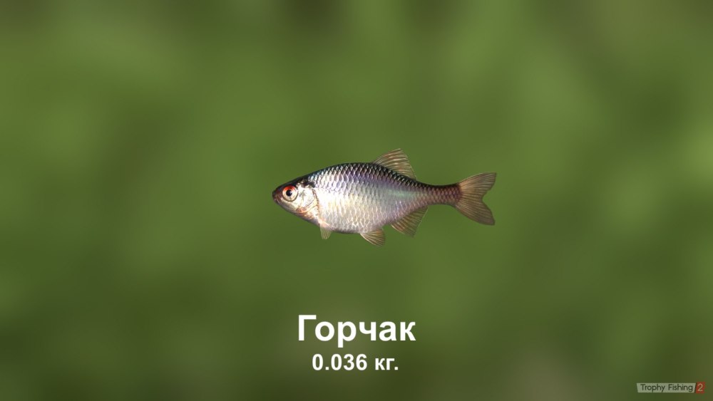 Обыкновенный горчак в большом размере