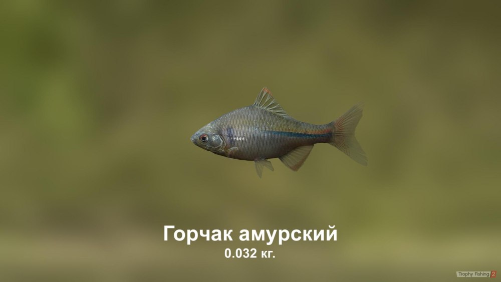 Фотографию горчака выловленный в водоемах Ленинградской области