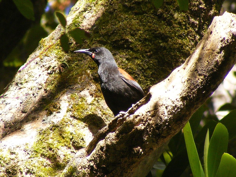 Philesturnus carunculatus