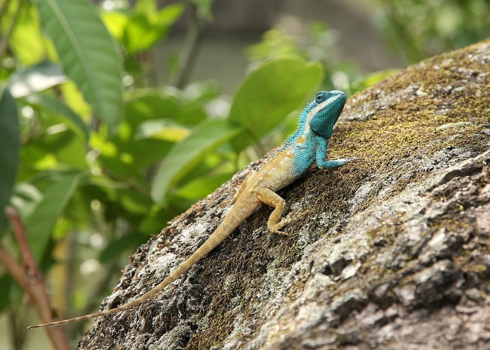 Калот Усатый (calotes mystaceus)