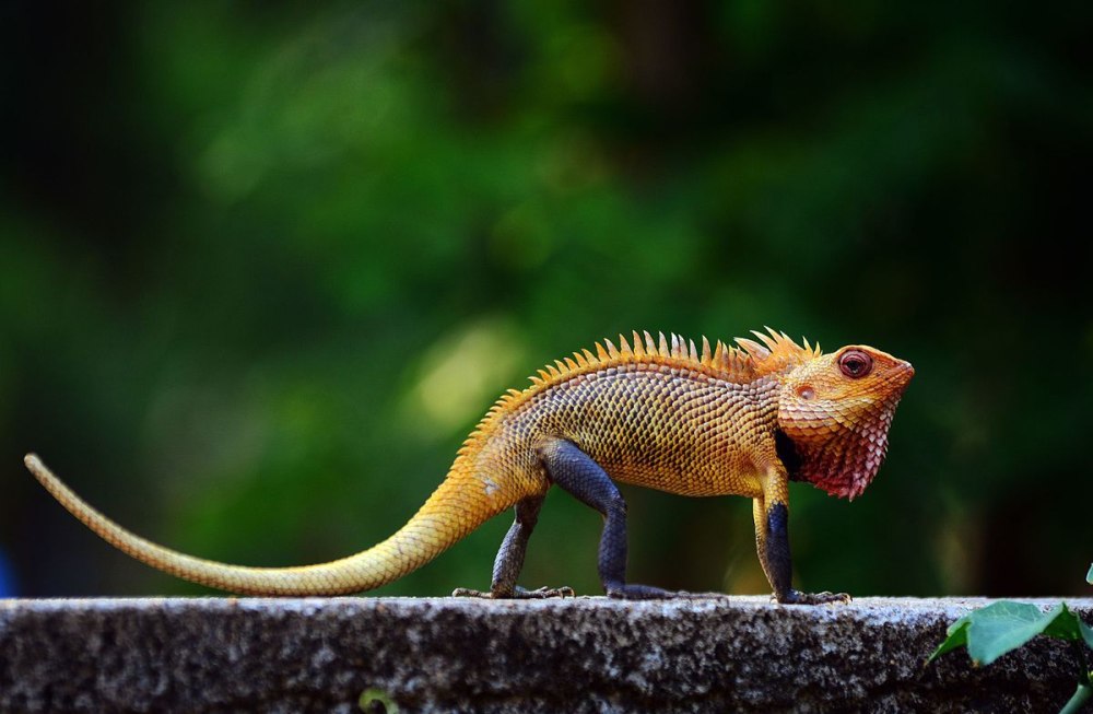 Calotes versicolor