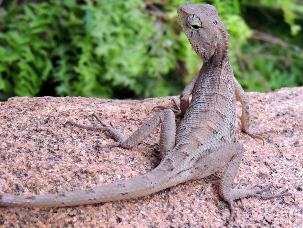 Calotes versicolor