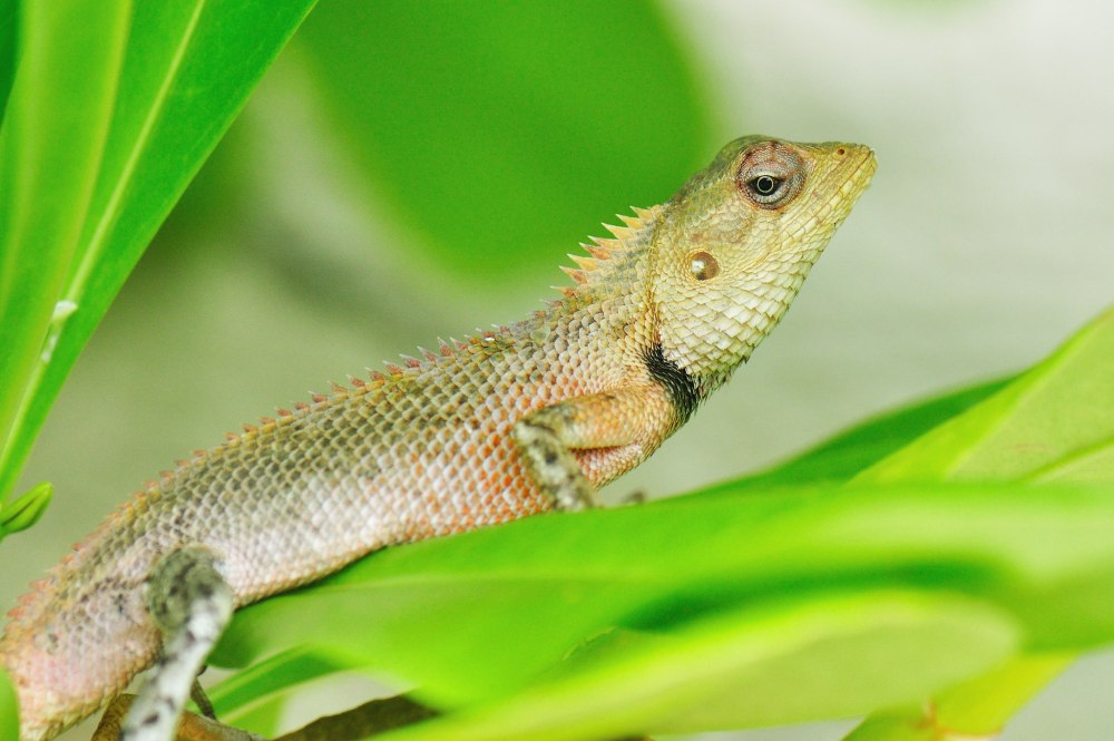 Calotes versicolor