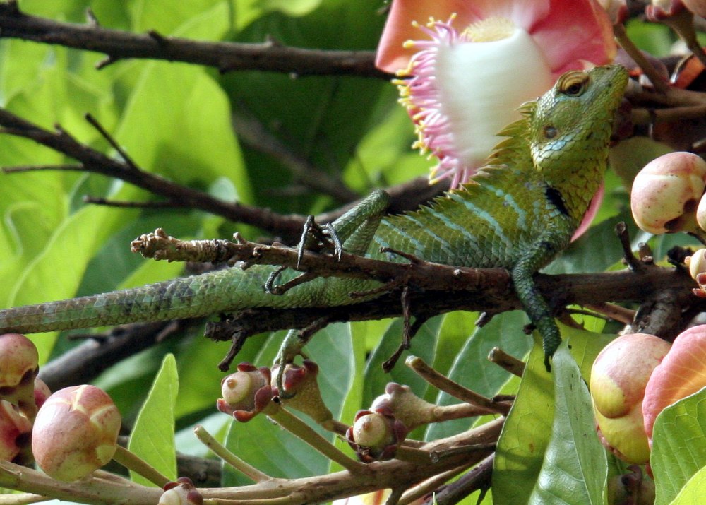 Bufoniceps laungwalae
