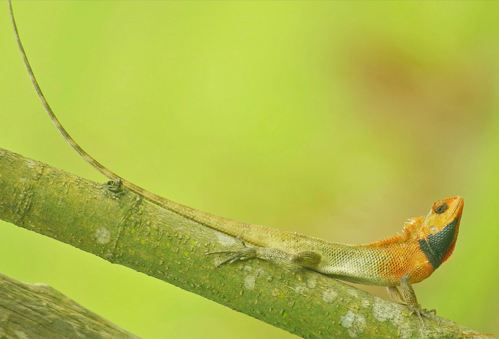 Calotes обои