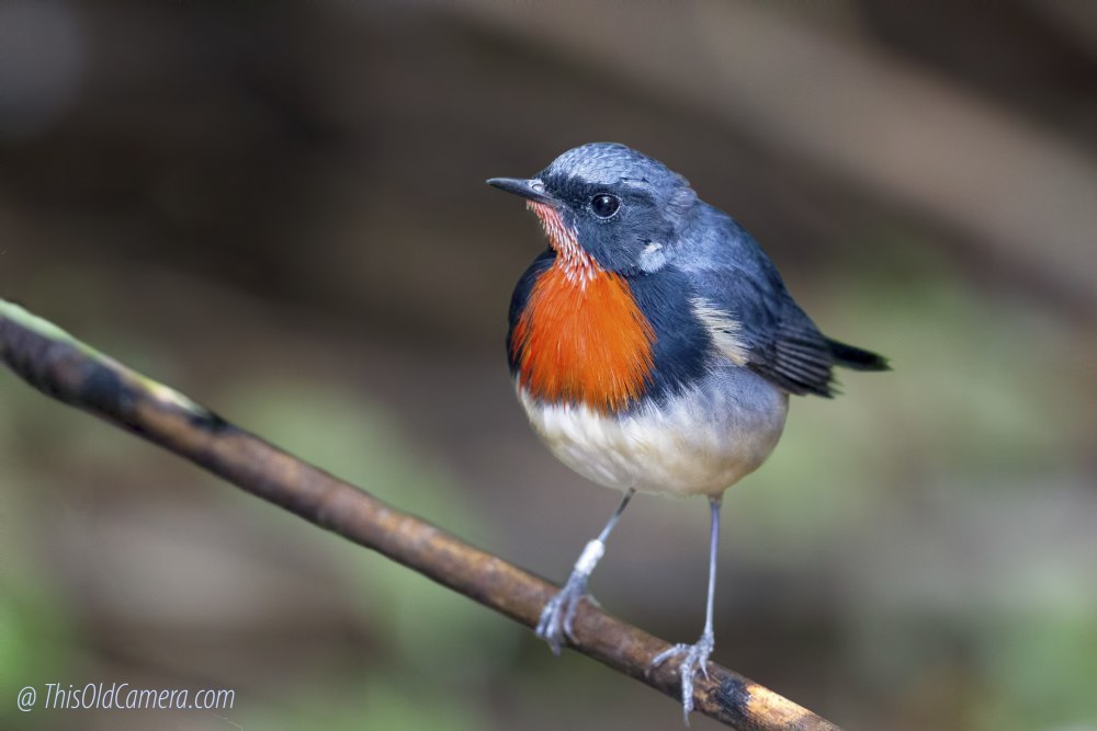 Near threatened