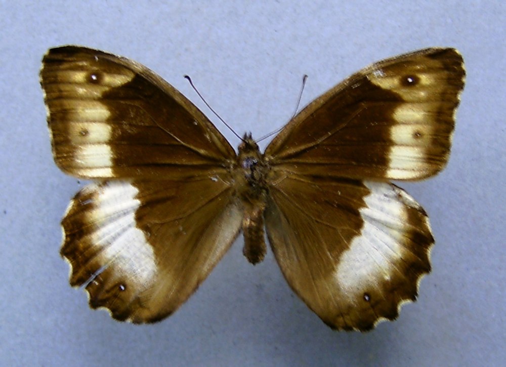 Hipparchia Azorina