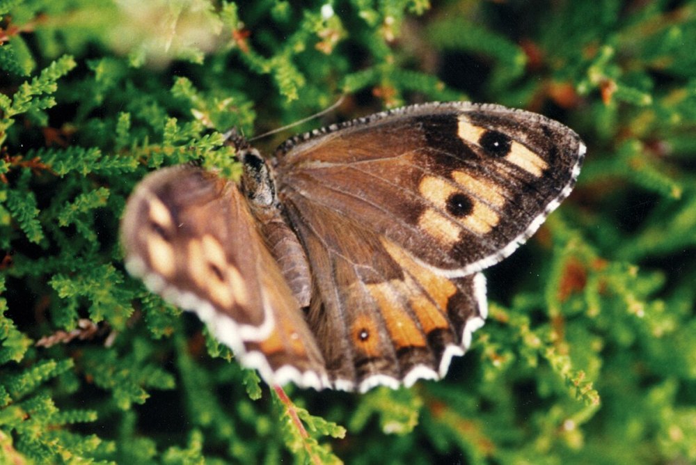 Hipparchia Semele