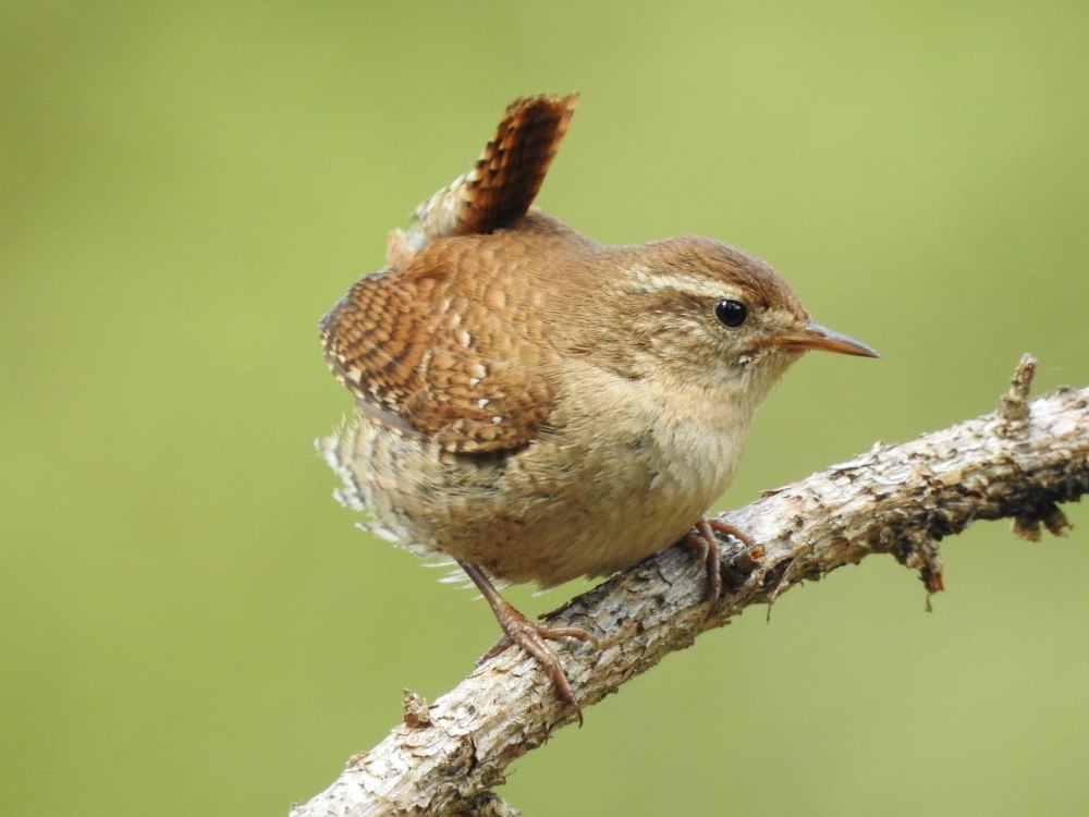 Крапивник обыкновенный (Troglodytes Troglodytes