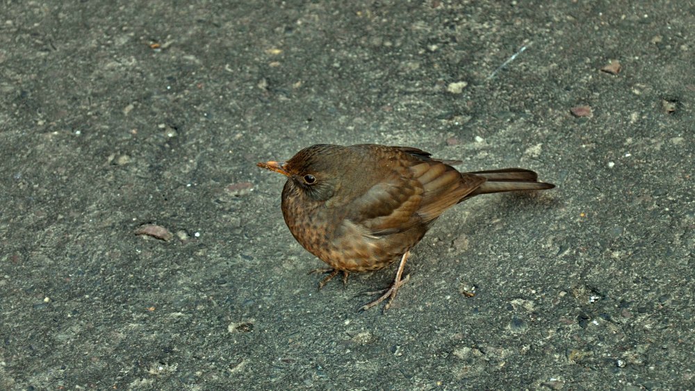 Thrush picture