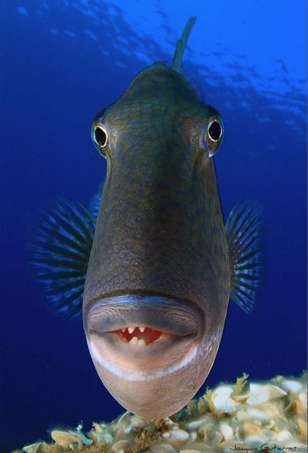 Морда рыбы