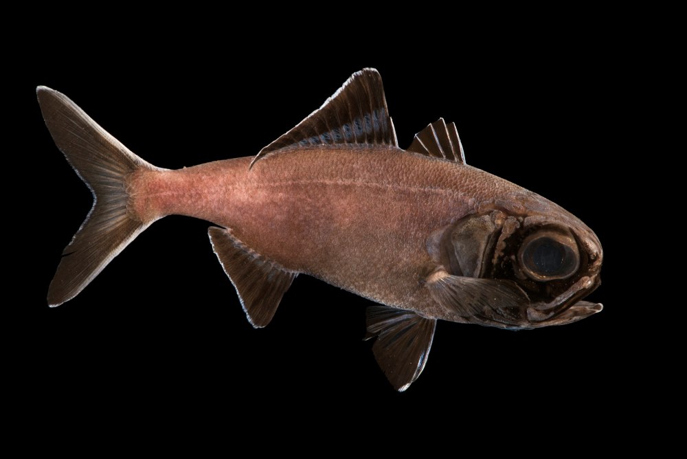 Flashlight Fish (Anomalops katoptron).