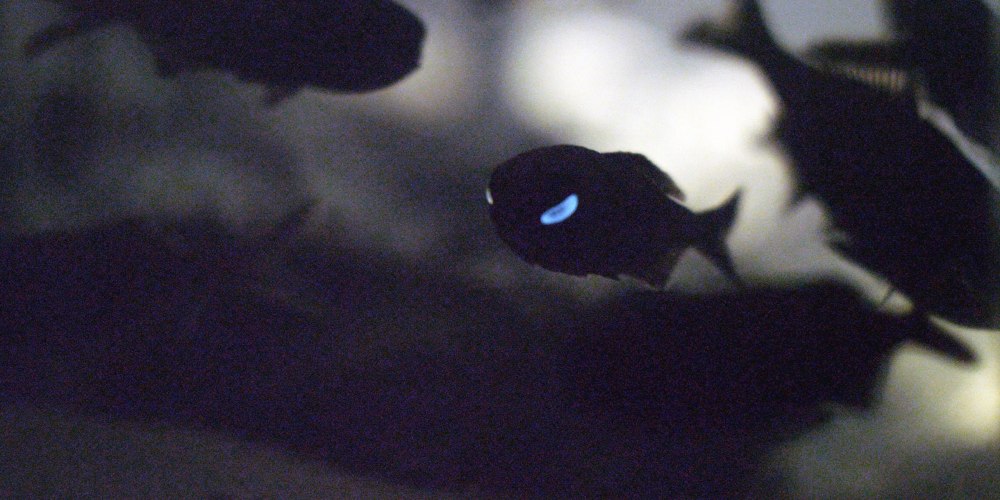 @Raniak755:Anomalops katoptron (Splitfin flashlightfish)