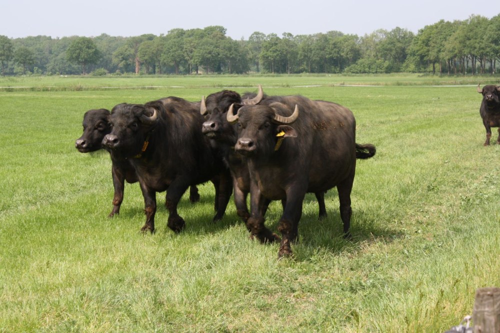 Породы буйволов
