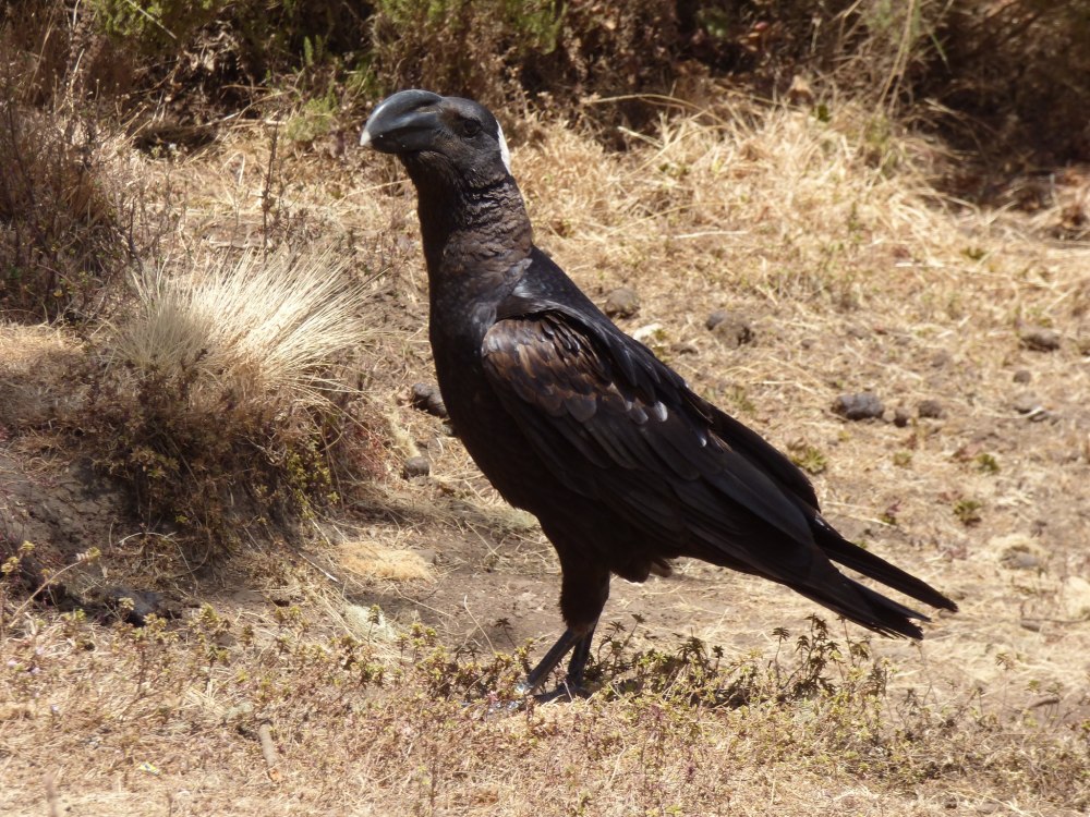 Толстоклювый ворон Corvus crassirostris