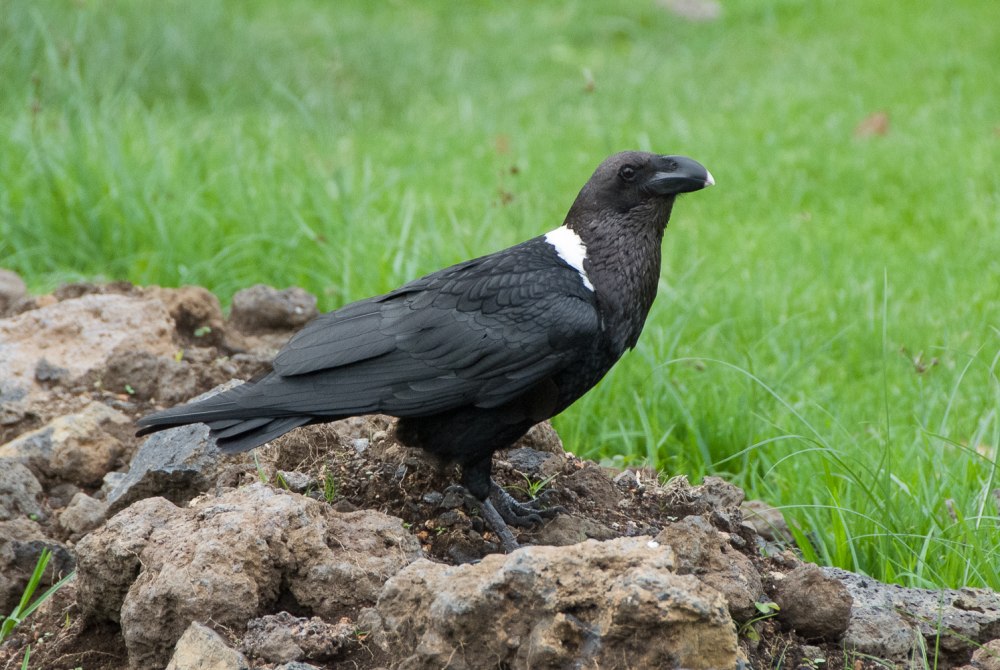 Corvus albicollis