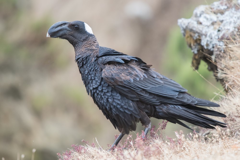 Толстоклювый ворон Corvus crassirostris