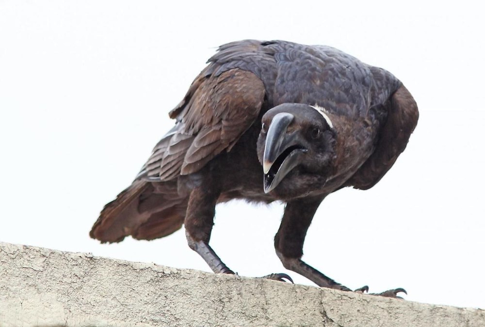 Толстоклювый ворон Corvus crassirostris