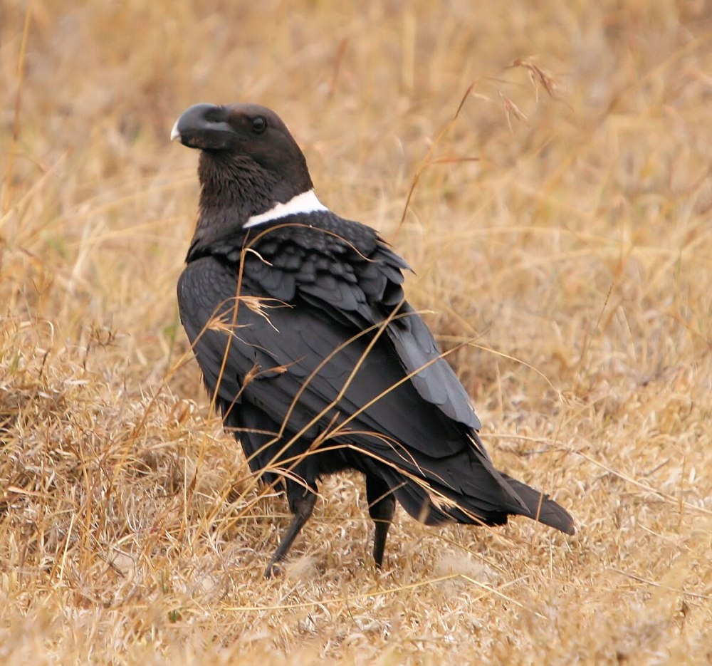 Семейство врановые - Corvidae