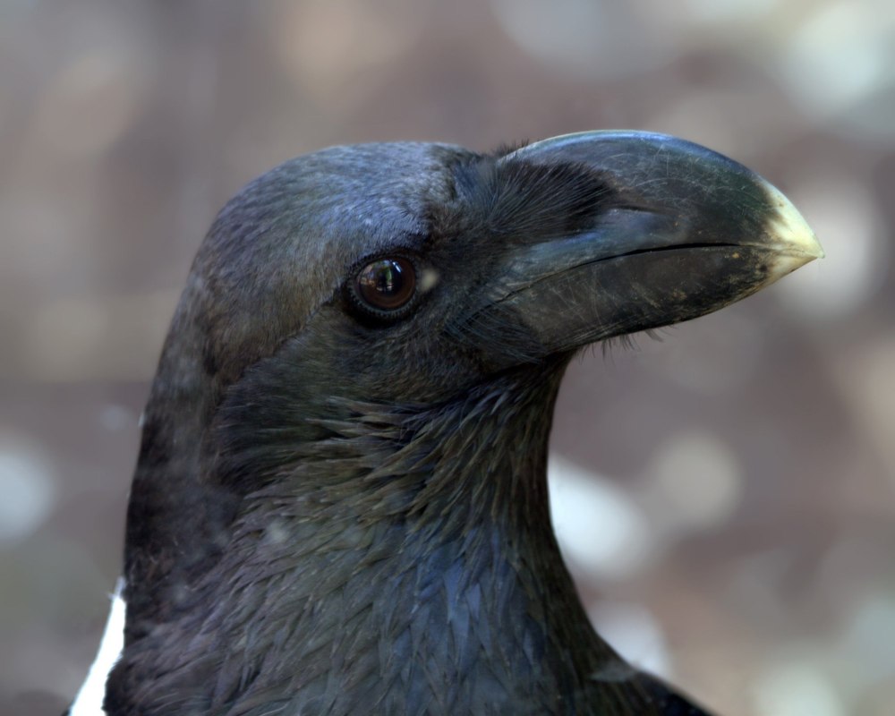 Corvus albicollis