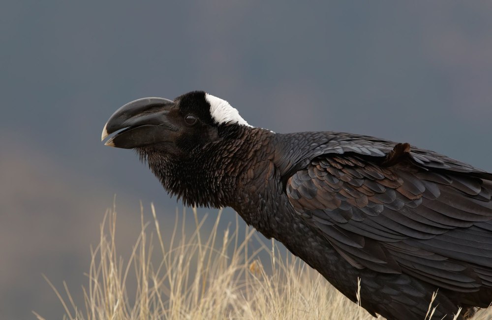Corvus crassirostris