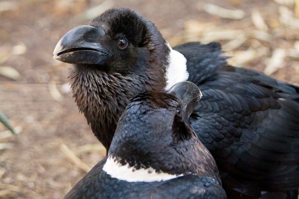 Corvus albicollis