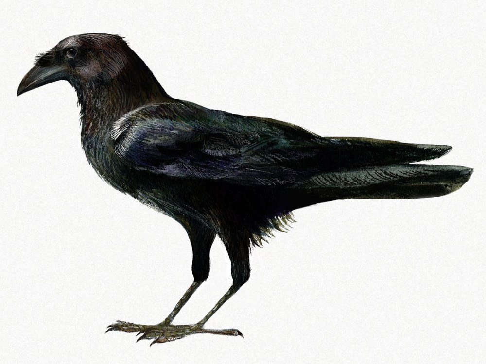 Corvus edithae