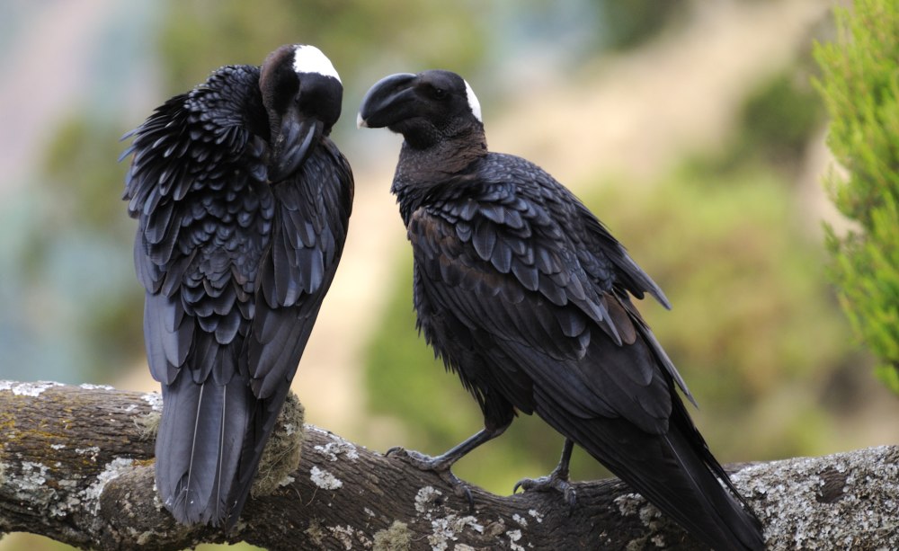 Corvus crassirostris