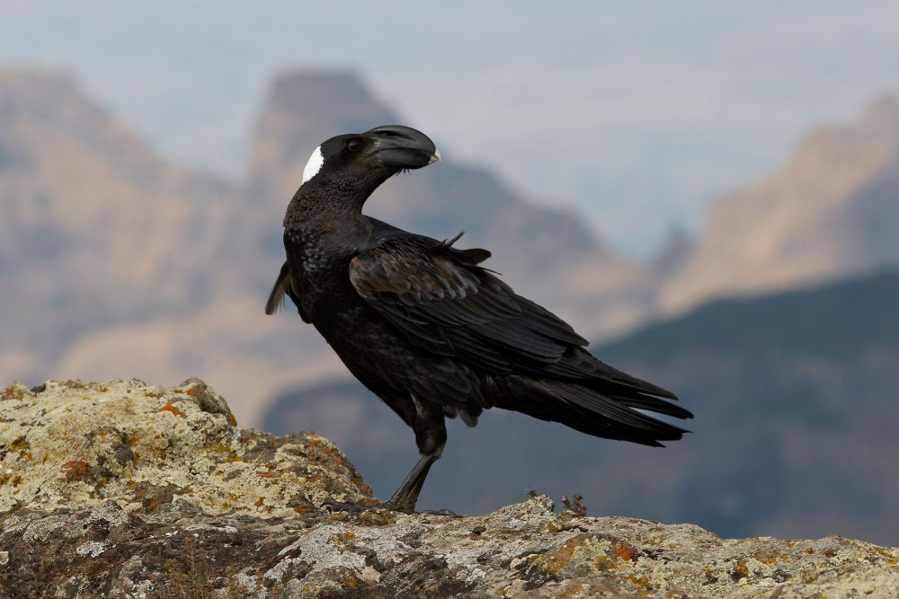 Толстоклювый ворон Corvus crassirostris