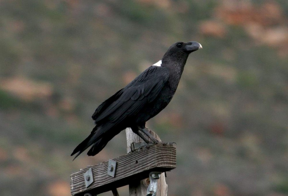 Corvus albicollis