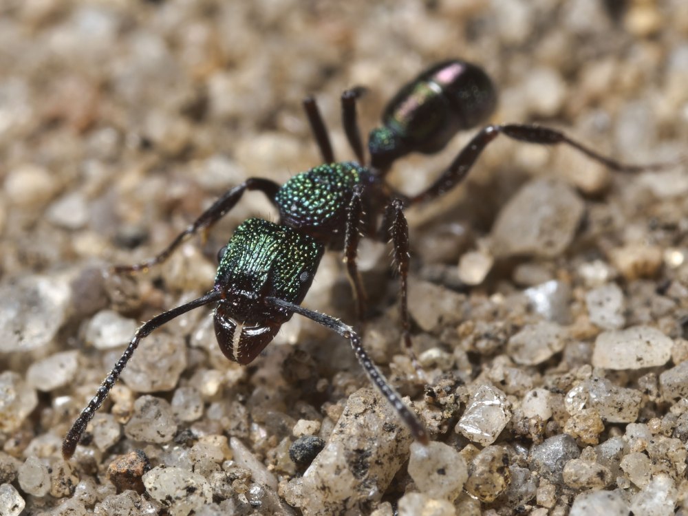 Rhytidoponera Metallica муравей