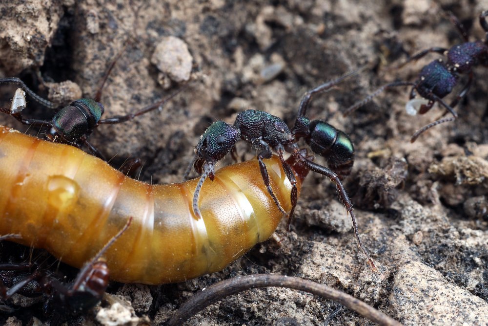 Rhytidoponera aspersa