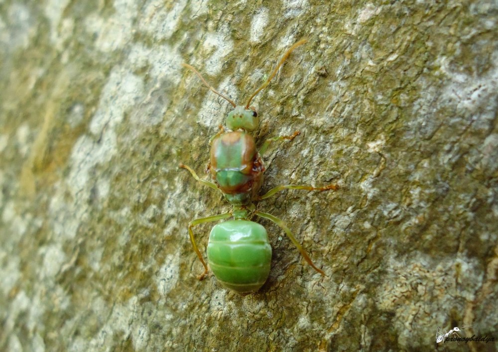 Oecophylla smaragdina