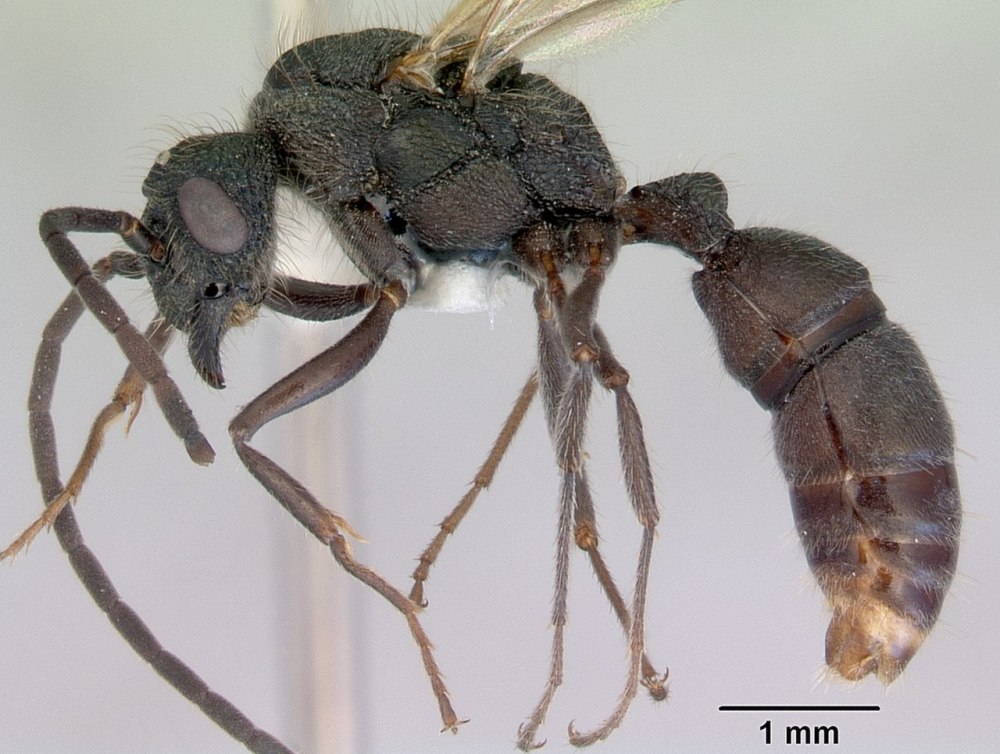 Rhytidoponera Metallica