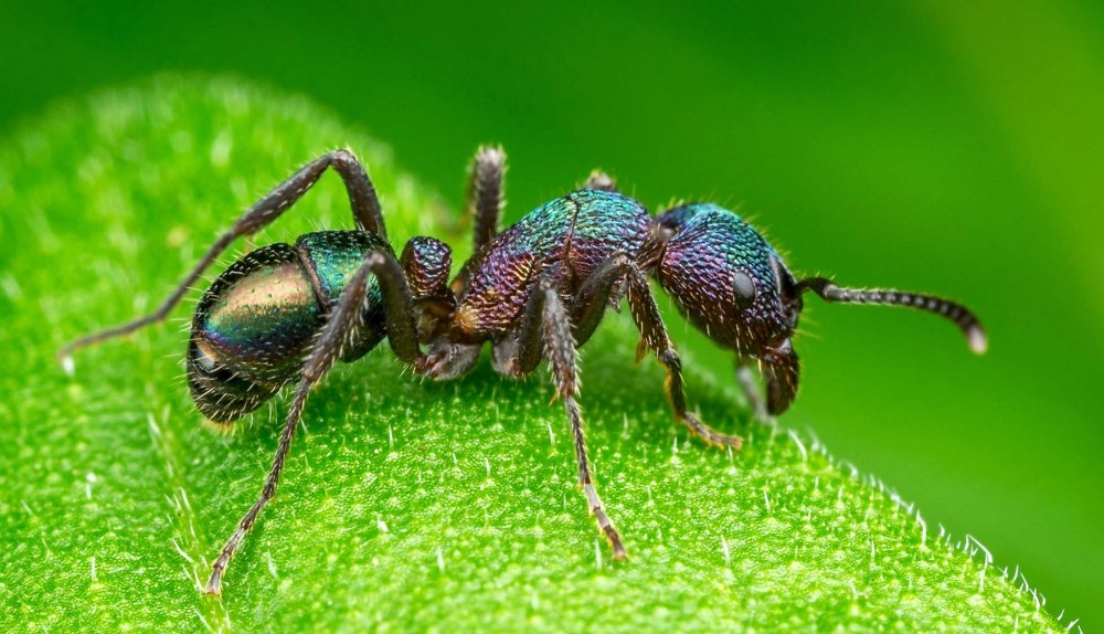 Муравей Rhytidoponera aspersa