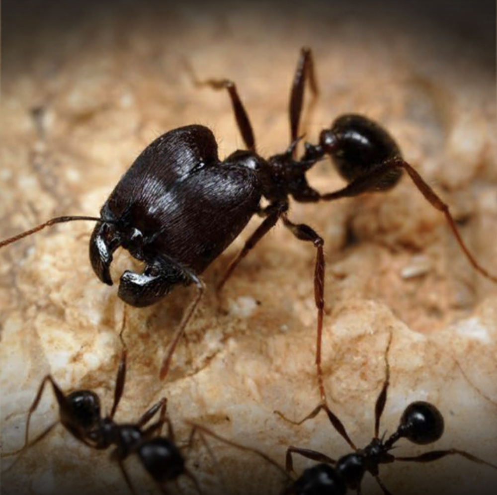 Муравьи-суперсолдаты ( Pheidole)