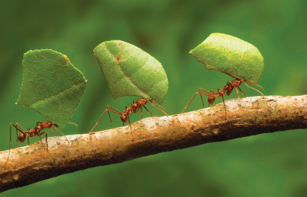 Зеленоголовый муравей