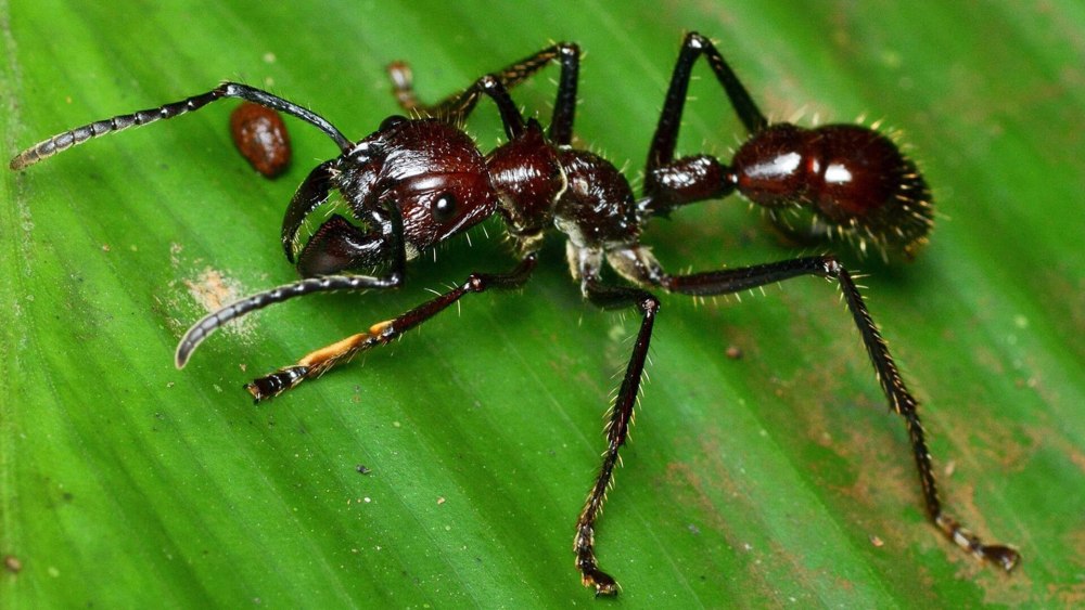 Тропические муравьи Paraponera clavata