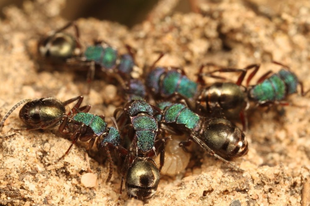 Polyrhachis cyaniventris