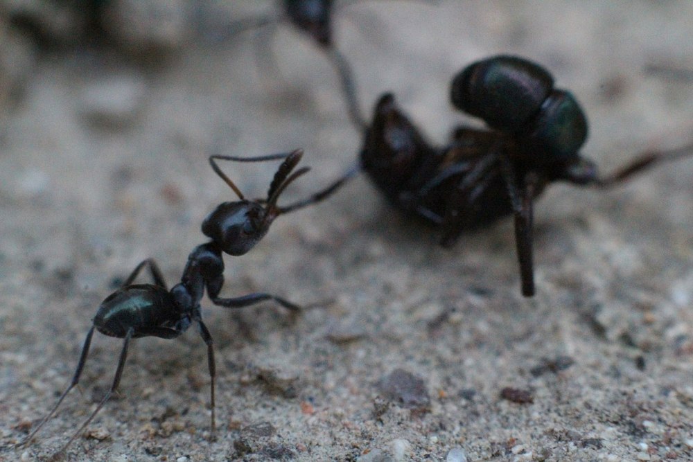 Rhytidoponera Metallica
