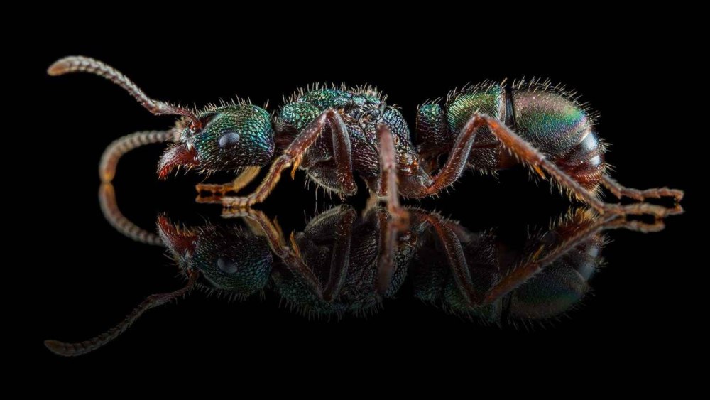 Rhytidoponera Metallica муравей