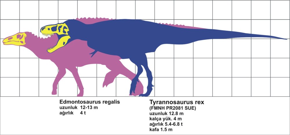 Edmontosaurus regalis