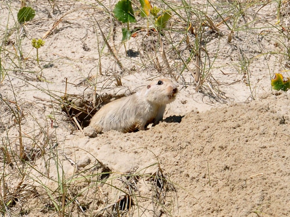 Ctenomys Tucumanus
