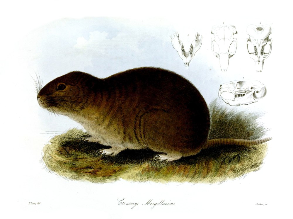 Ctenomys Brasiliensis