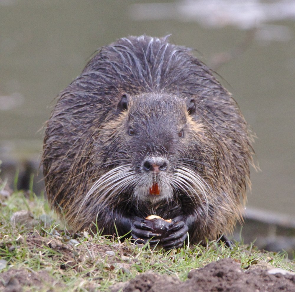 Muopotamus coypus