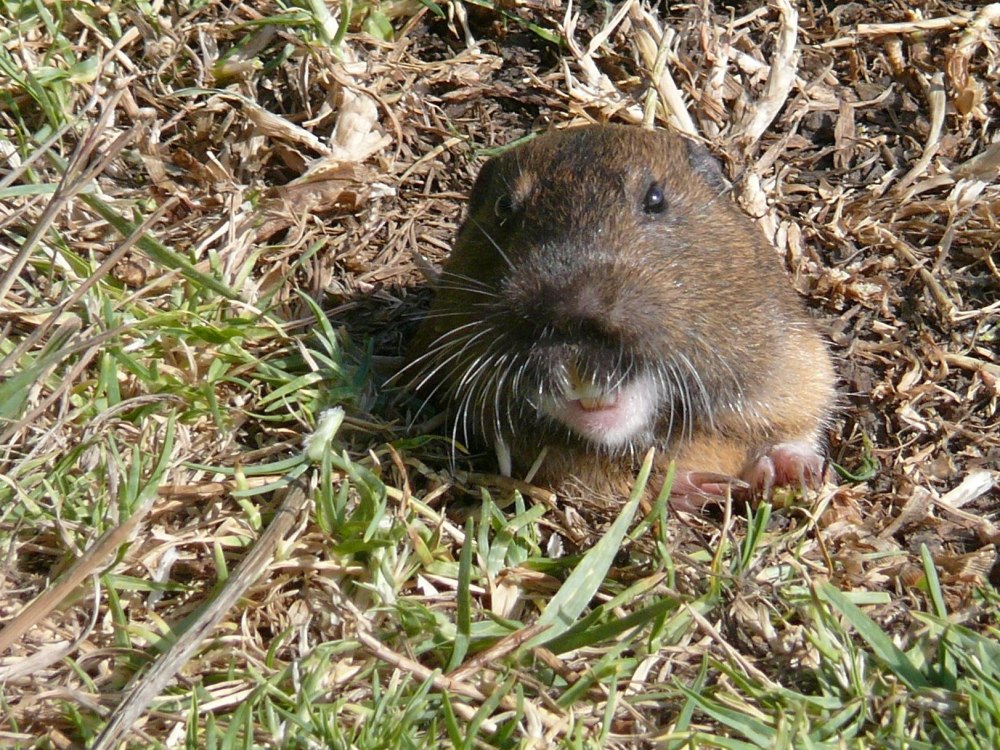 Равнинный Гофер (Geomys bursarius)