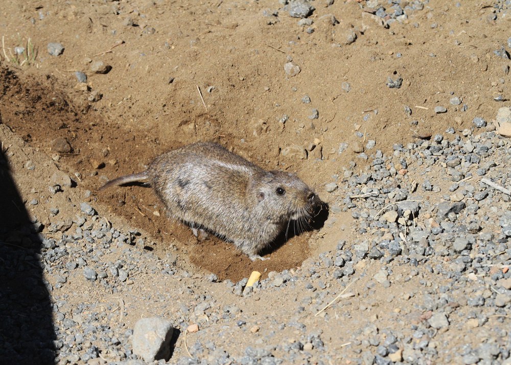 Ctenomys Emilianus