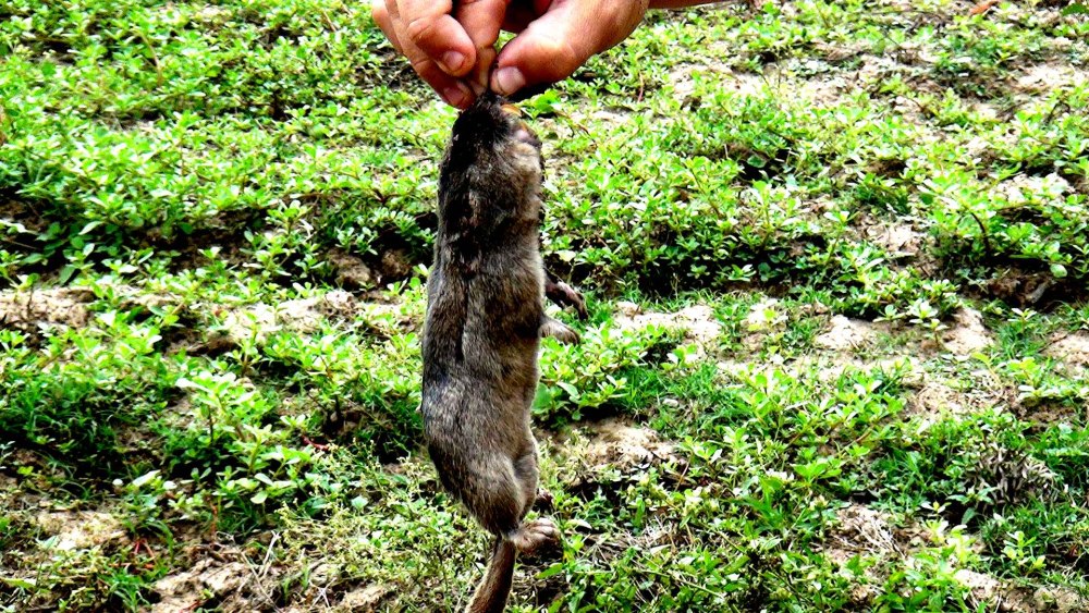 Ctenomys Tucumanus
