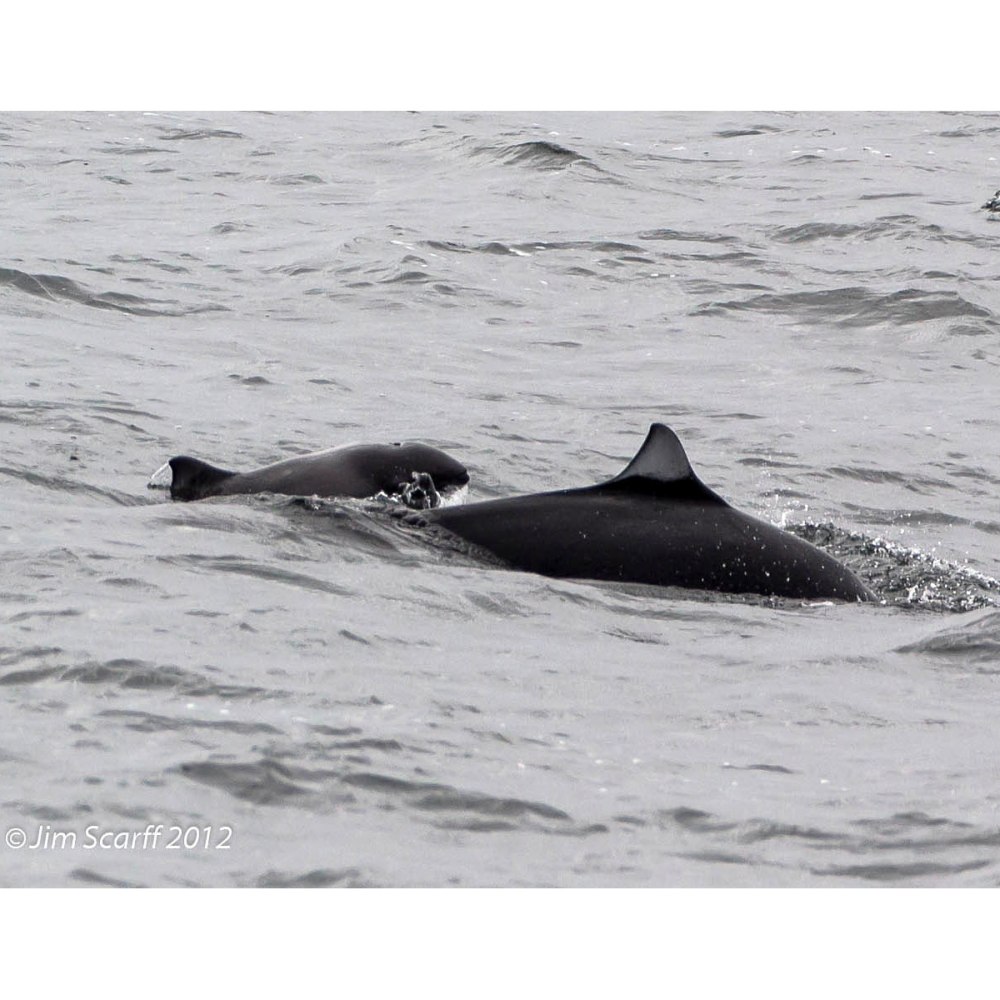 Dall's Porpoise phocoenoides Dalli