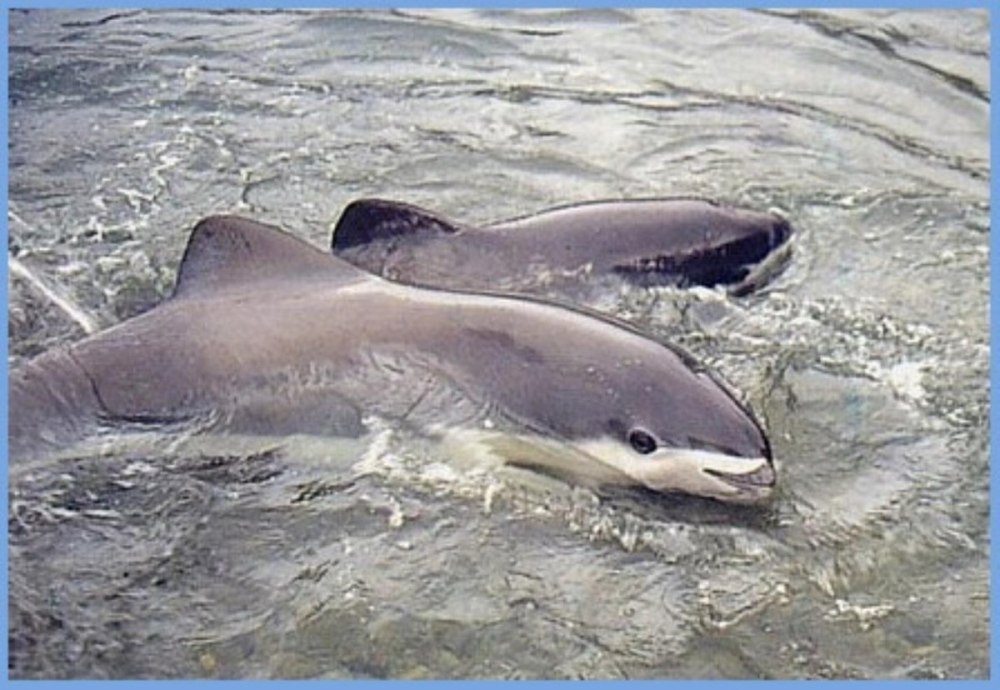 Phocoena dioptrica
